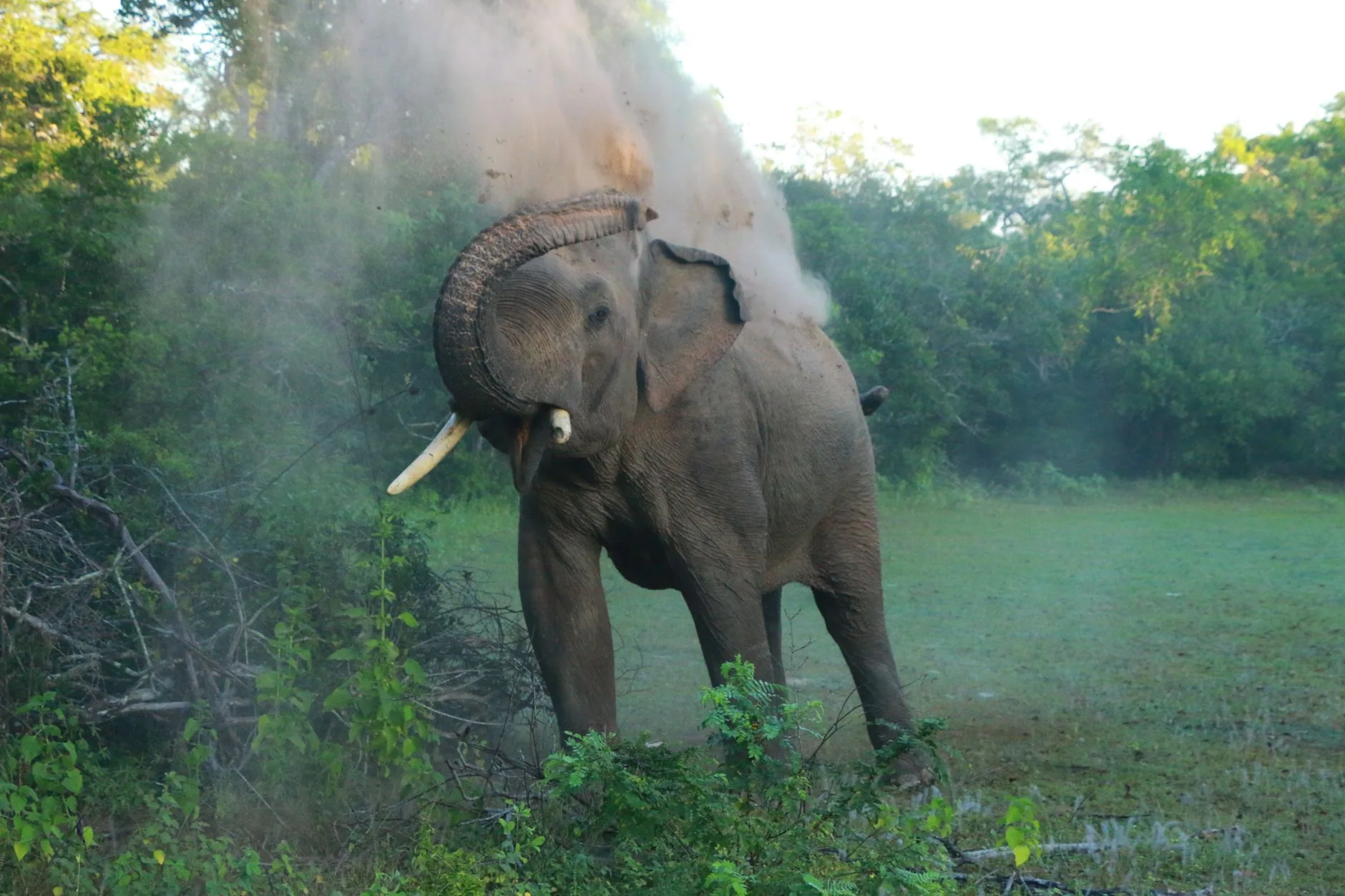 Udawalawe National Park