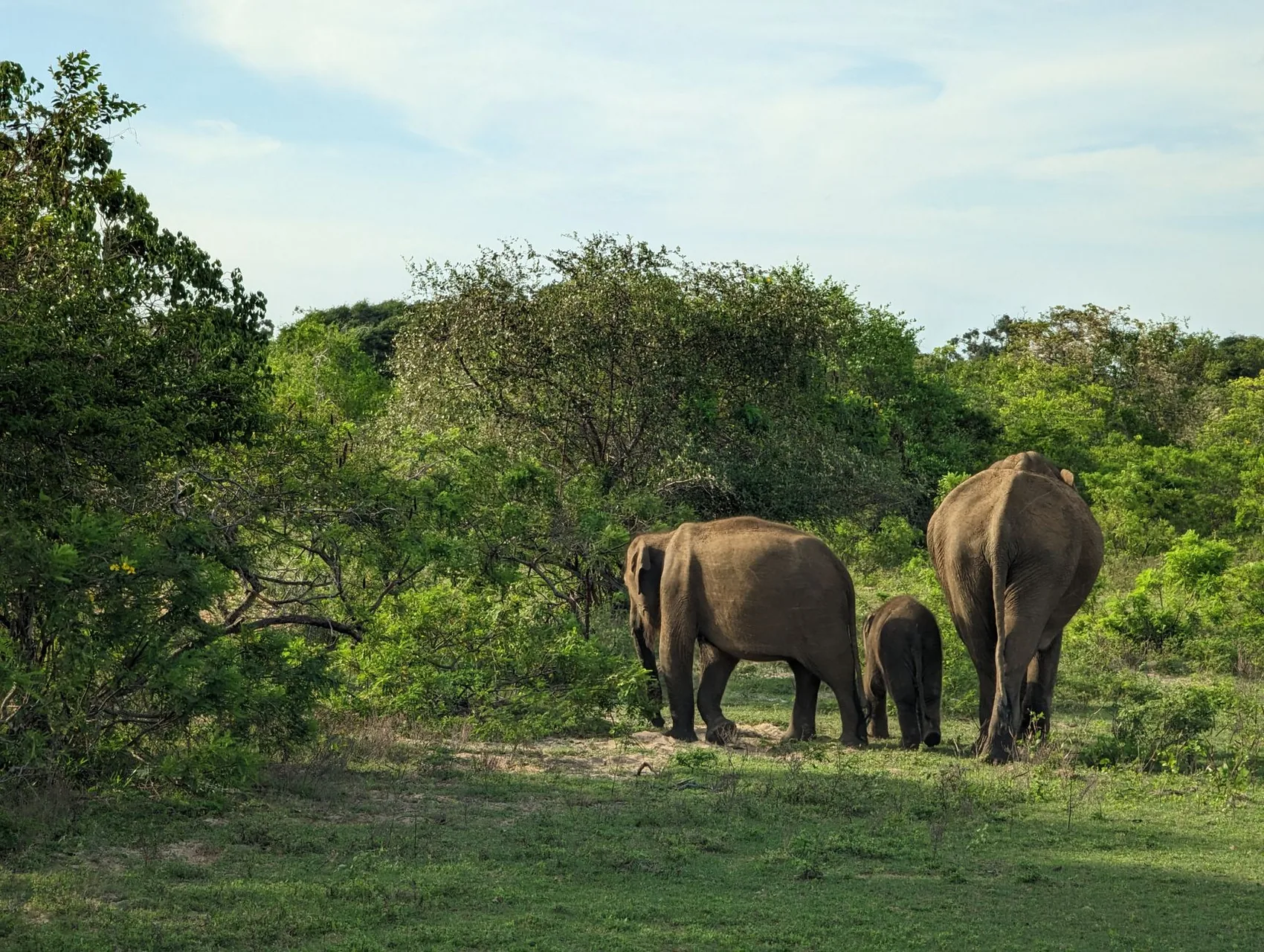 Udawalawe National Park by Buwaneka Boralessa