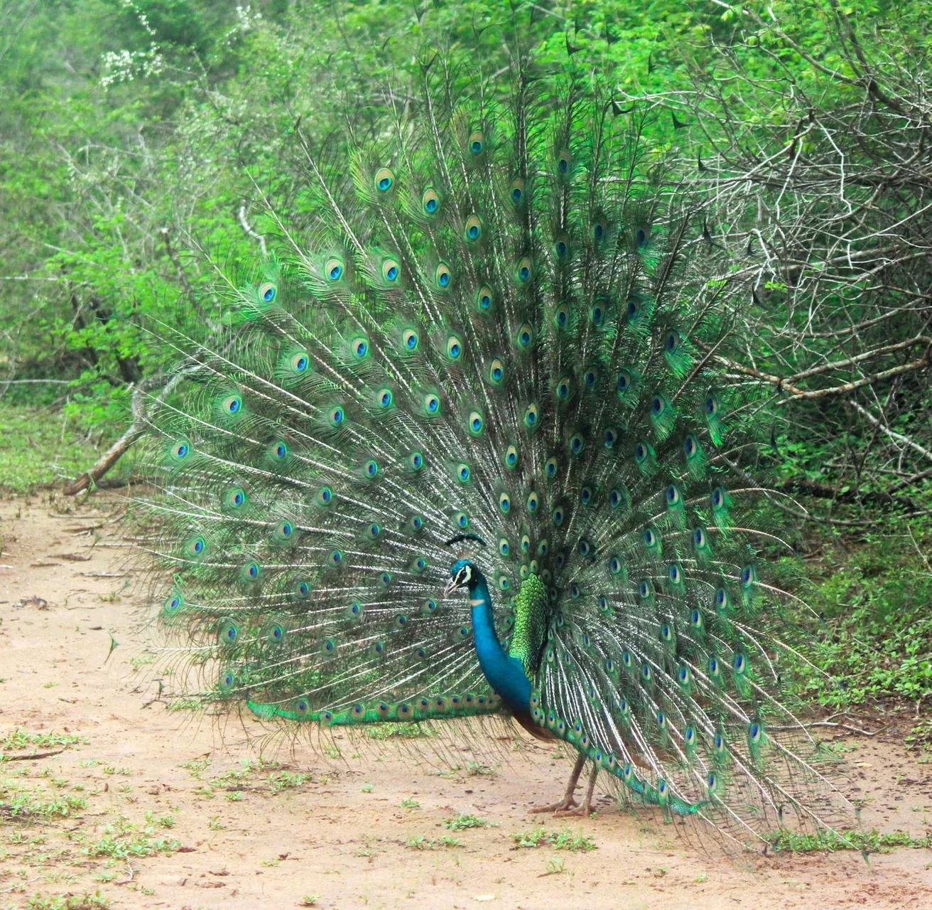 Udawalawe National Park by Pinsara Pathum