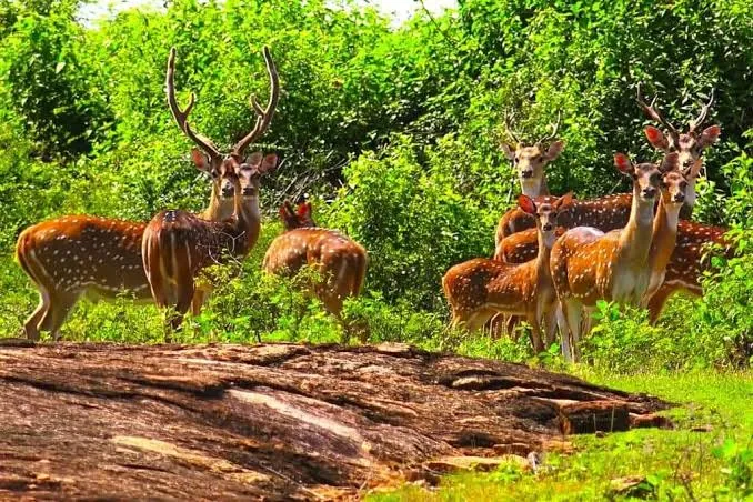 Udawattakele Forest Reserve by LKTraveler admin upload