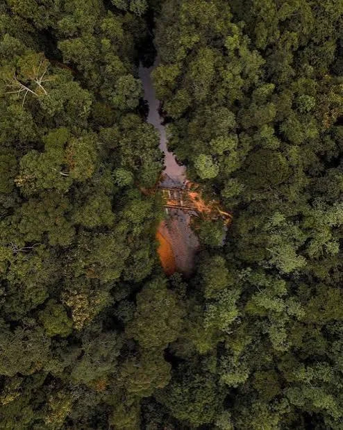 Kanneliya Forest Reserve
