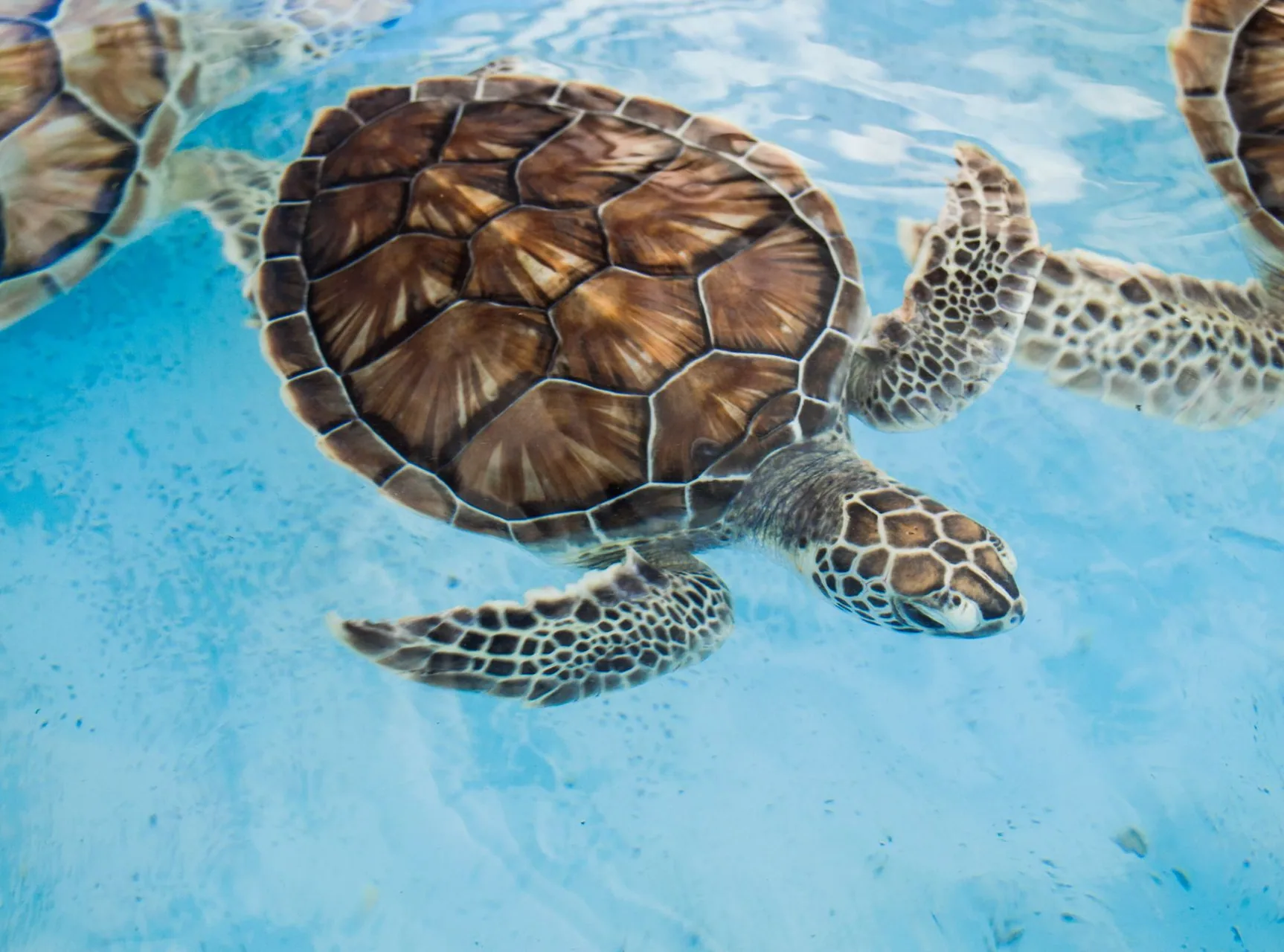 Kosgoda Turtle Conservation Project