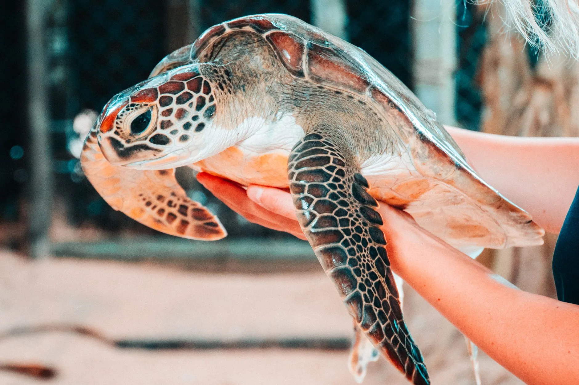 Kosgoda Turtle Conservation Project by Domenico Bertazzo