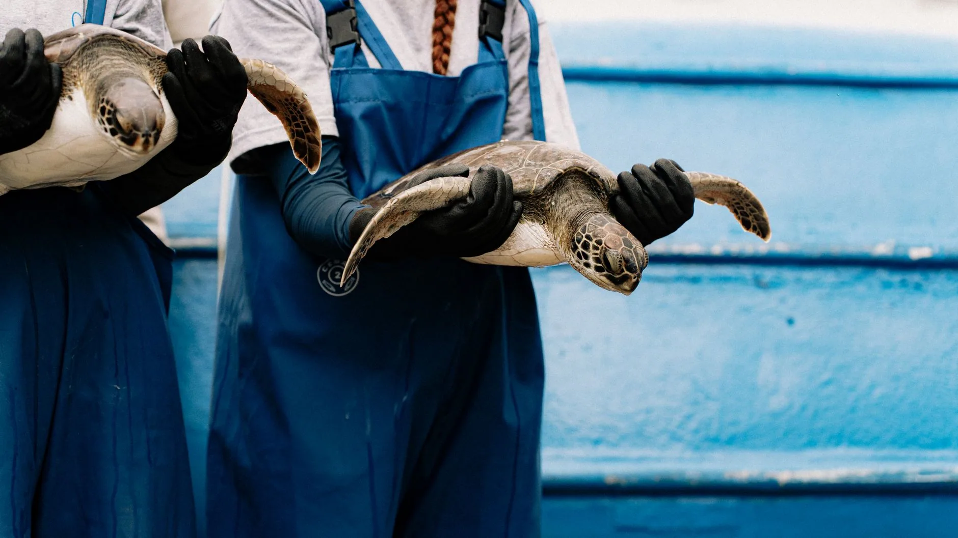 Kosgoda Turtle Conservation Project by Aleson Padilha