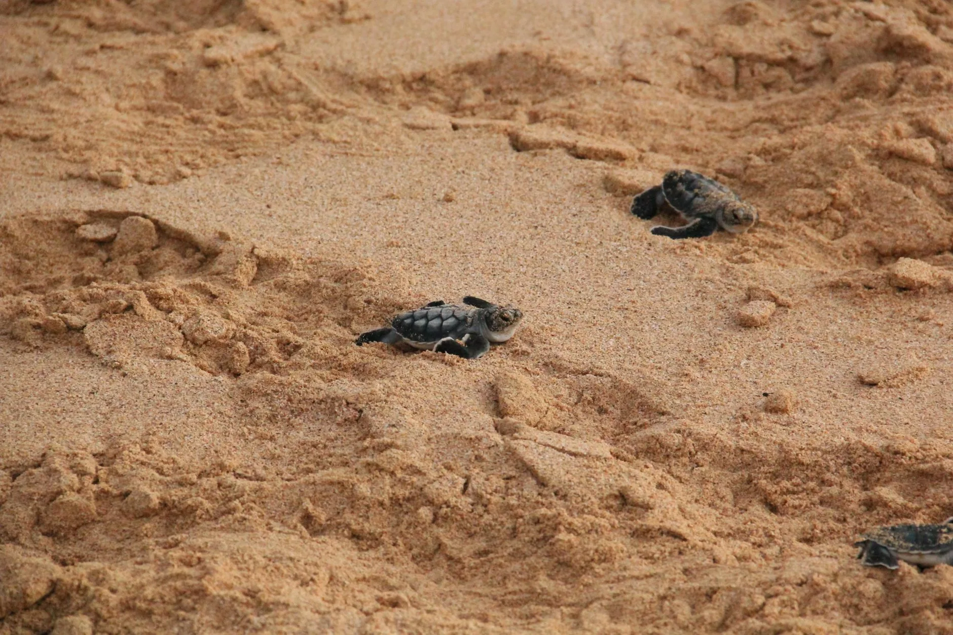 Kosgoda Turtle Conservation Project by Claudio Mota