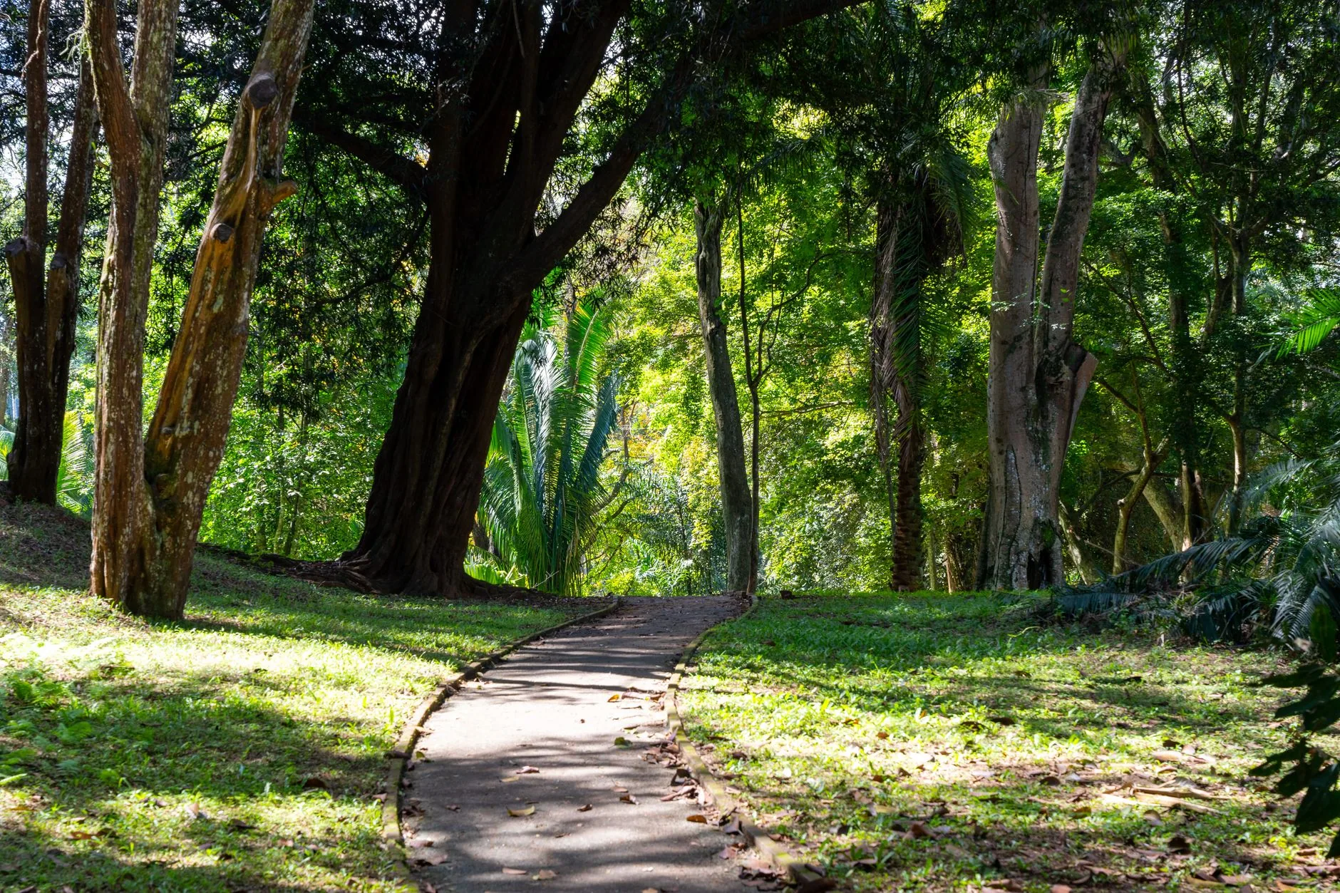 Henarathgoda Botanical Garden by Thilina Alagiyawanna