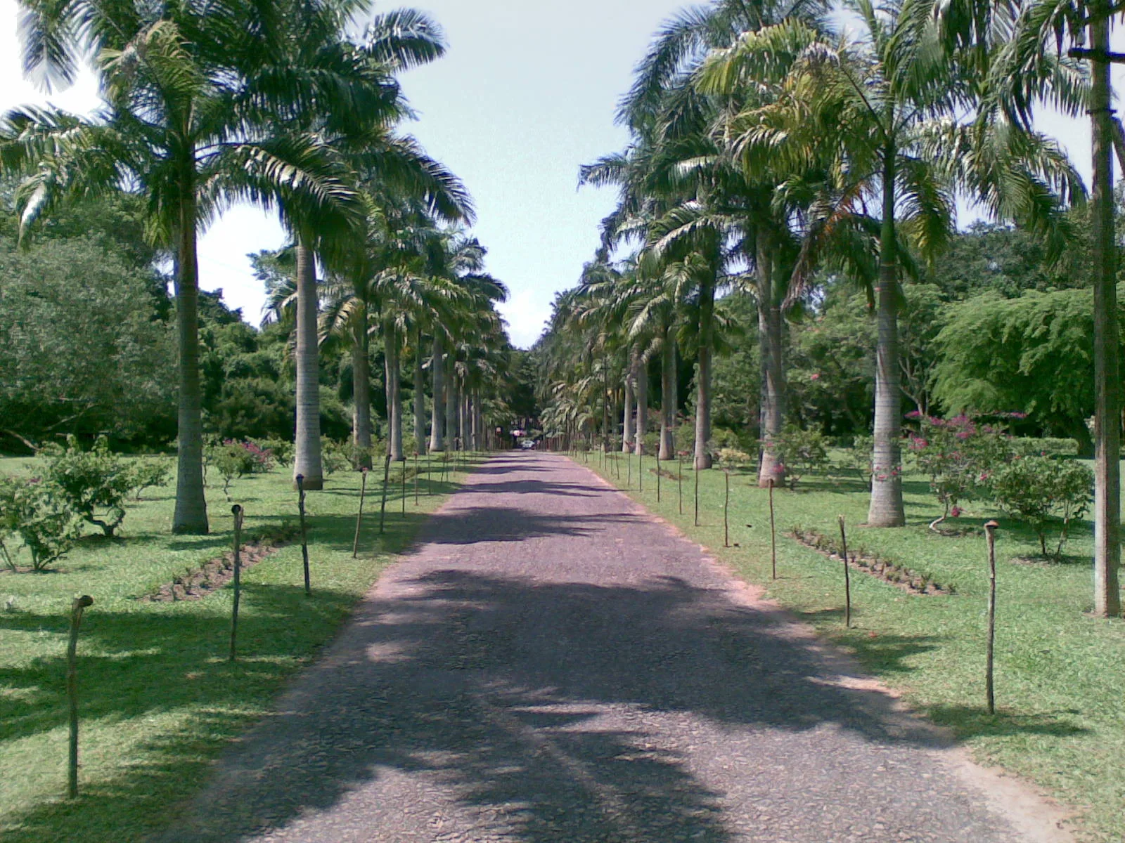 Henarathgoda Botanical Garden by L Manju