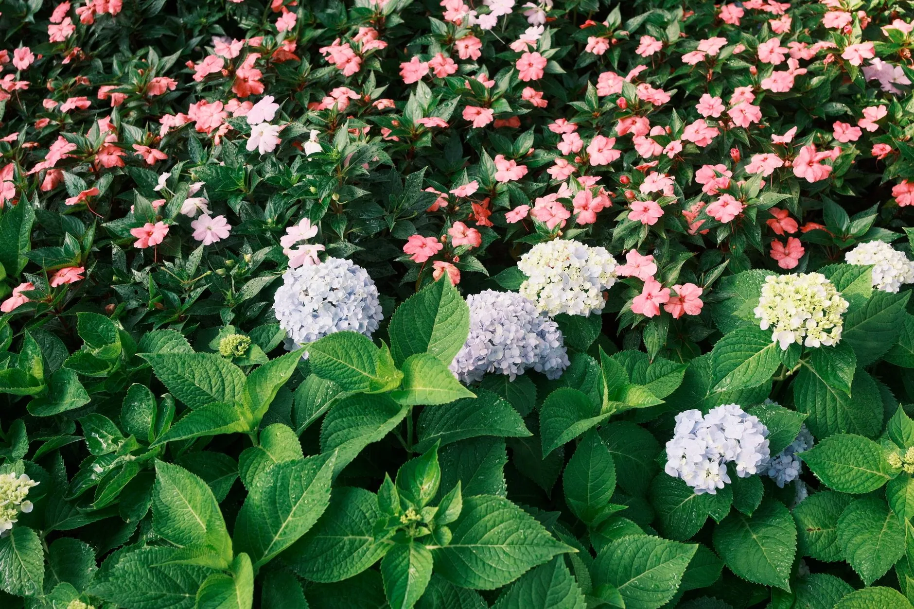 Henarathgoda Botanical Garden by quang vinh