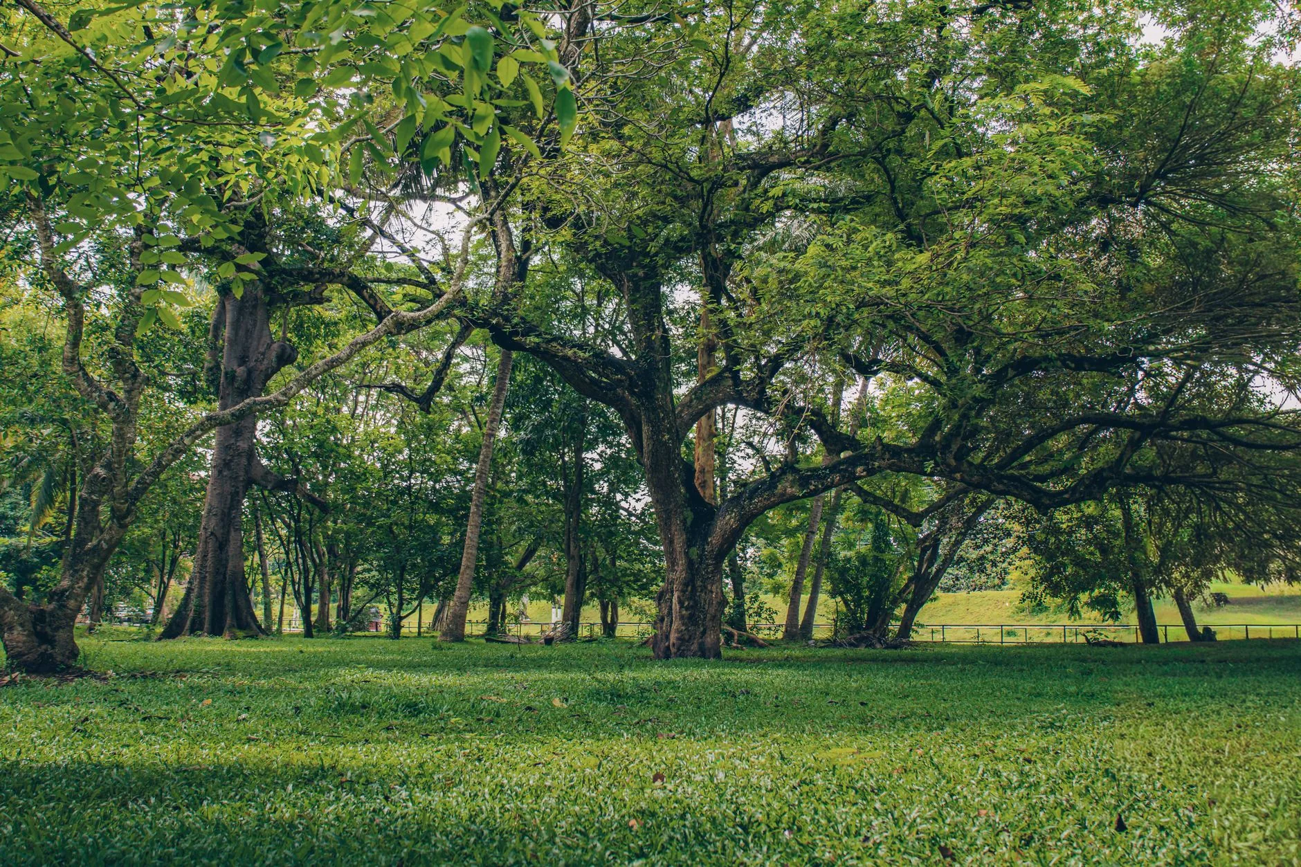 Henarathgoda Botanical Garden by Ceylon Frames