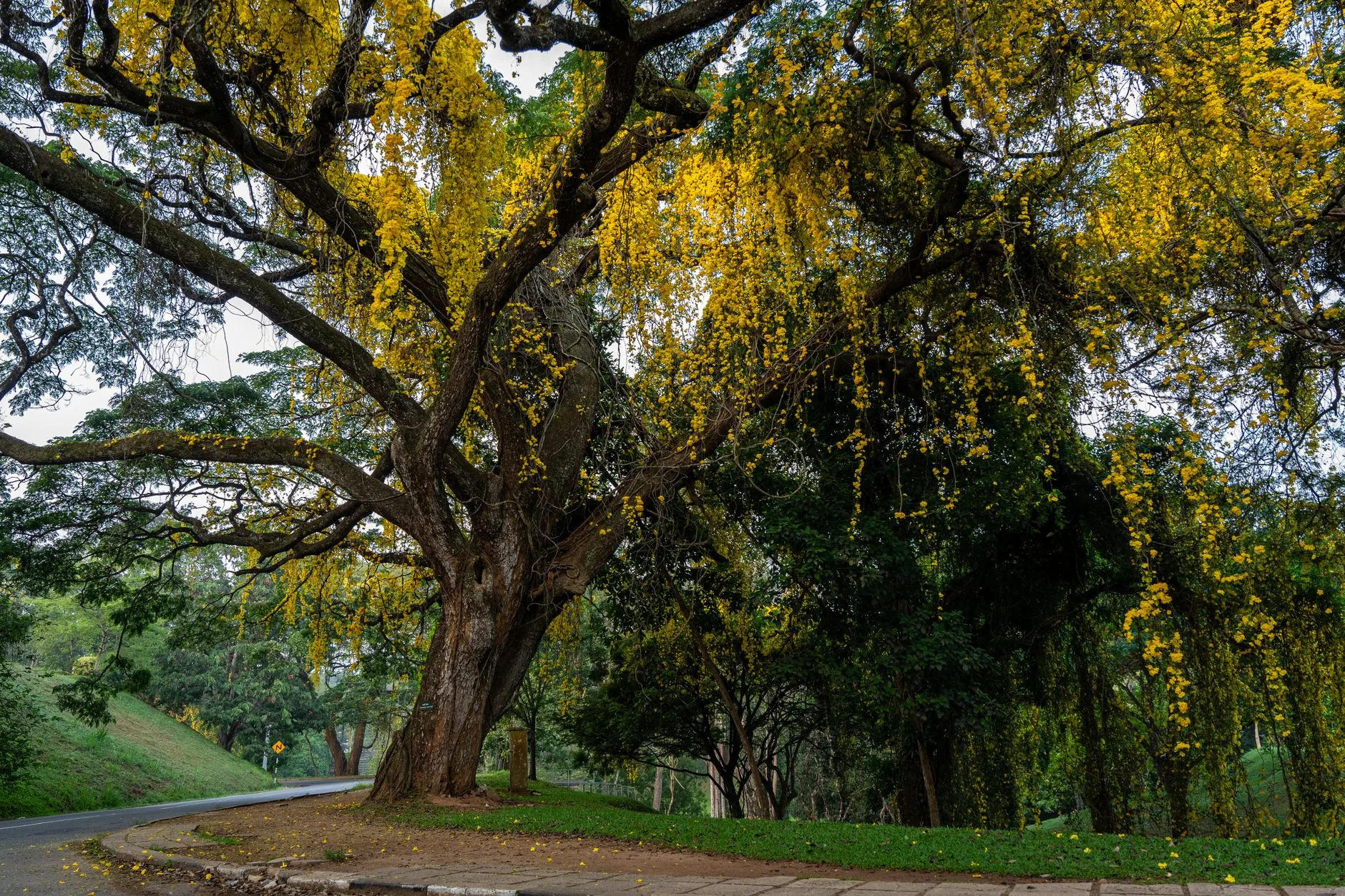 Royal Botanic Gardens Peradeniya