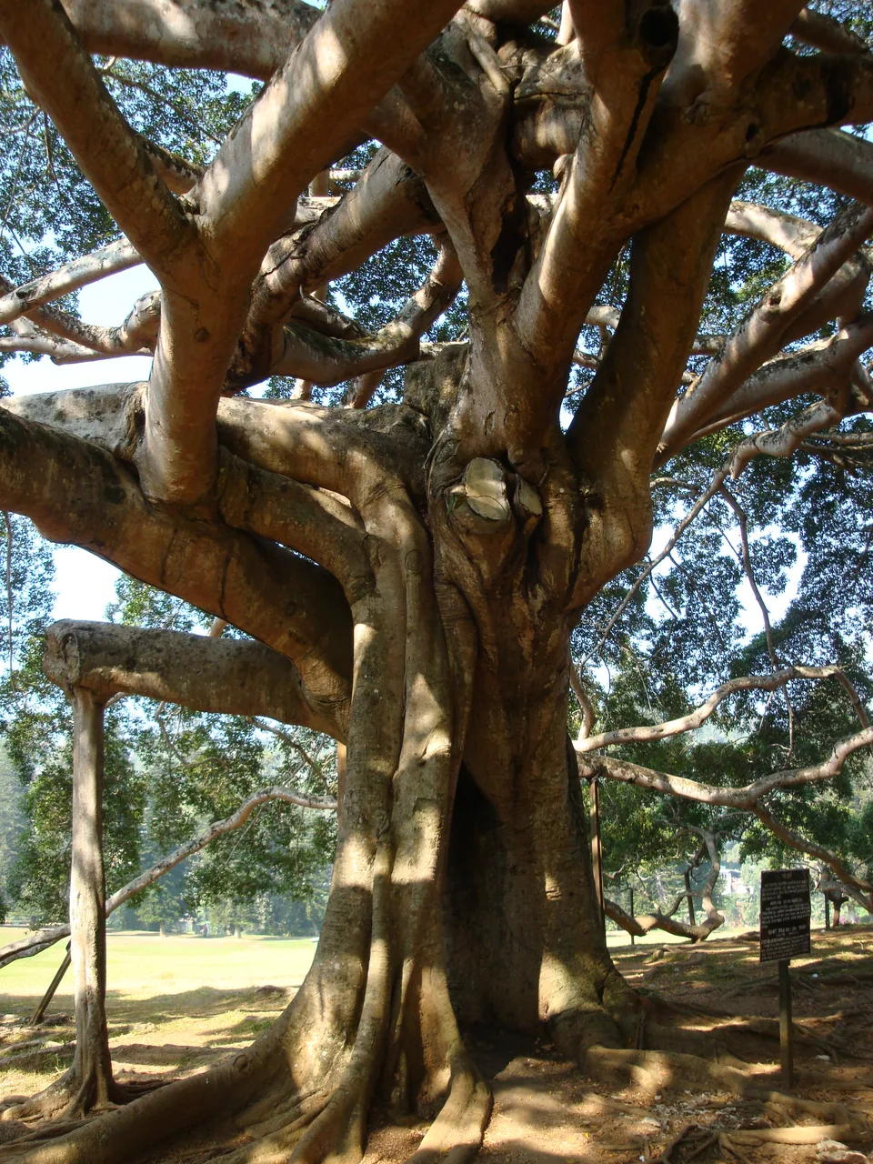Royal Botanic Gardens Peradeniya by Jeabapt