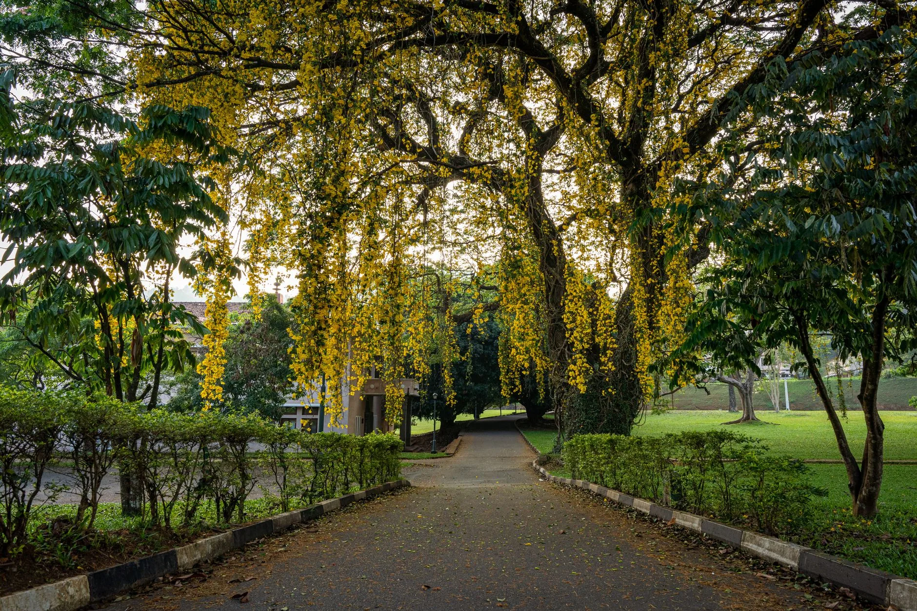 Royal Botanic Gardens Peradeniya by Thilina Alagiyawanna