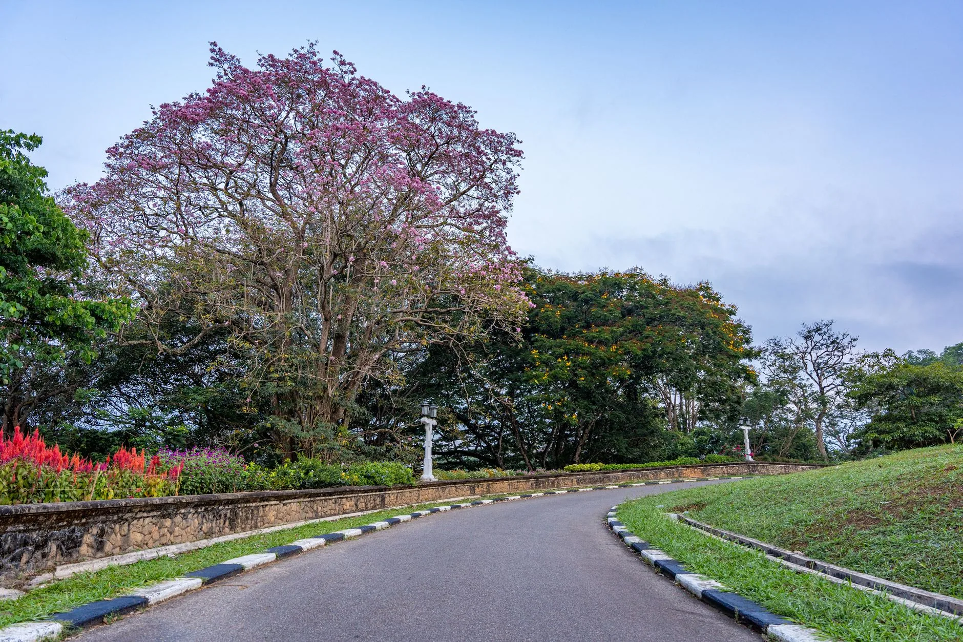 Royal Botanic Gardens Peradeniya by Thilina Alagiyawanna