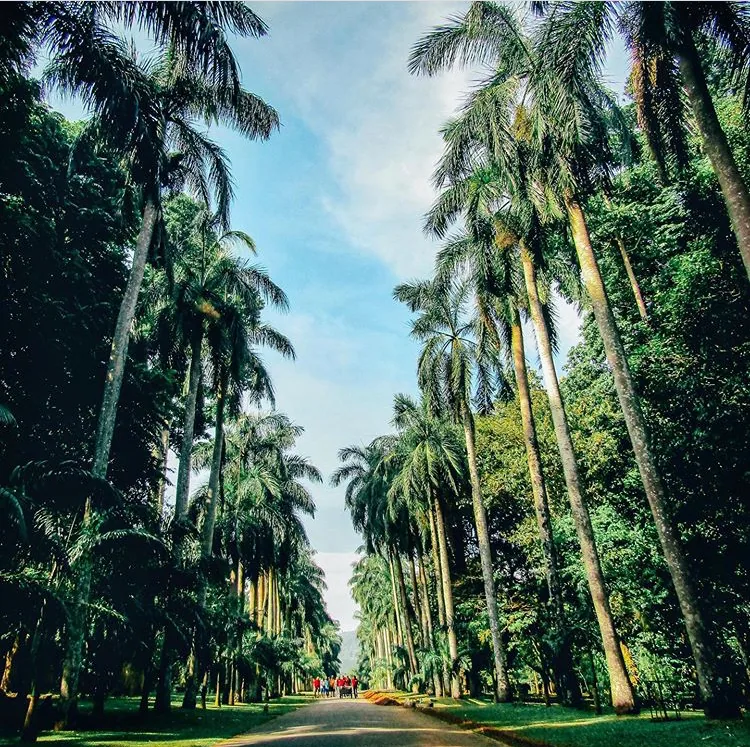 Royal Botanic Gardens Peradeniya by DaemonX