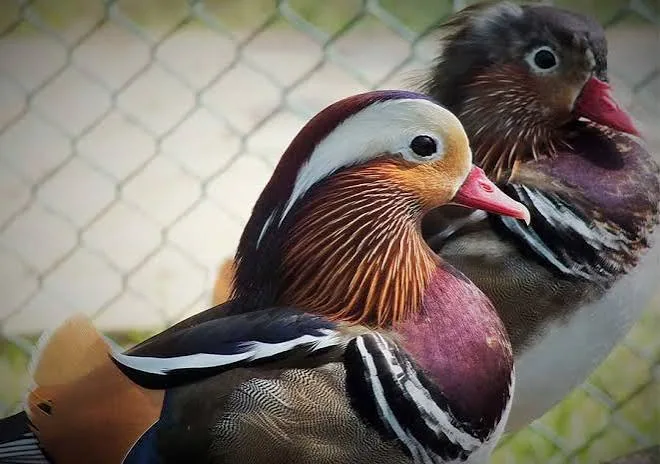 Hambantota Bird Park by LKTraveler admin upload
