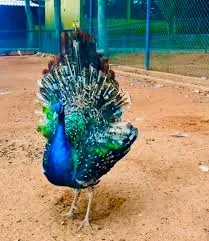 Hambantota Bird Park by LKTraveler admin upload