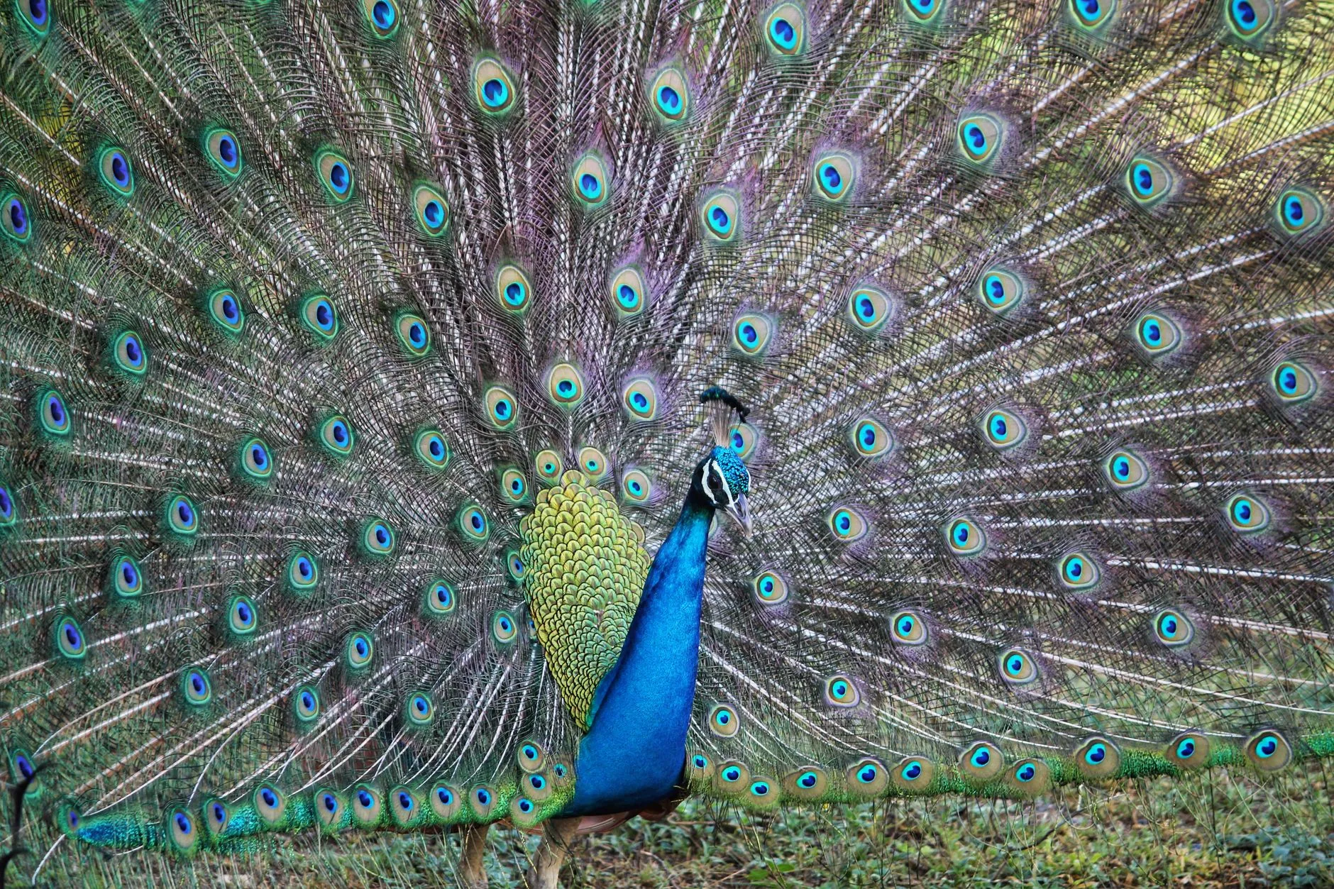 Dehiwala National Zoo by Hareesh Satyan