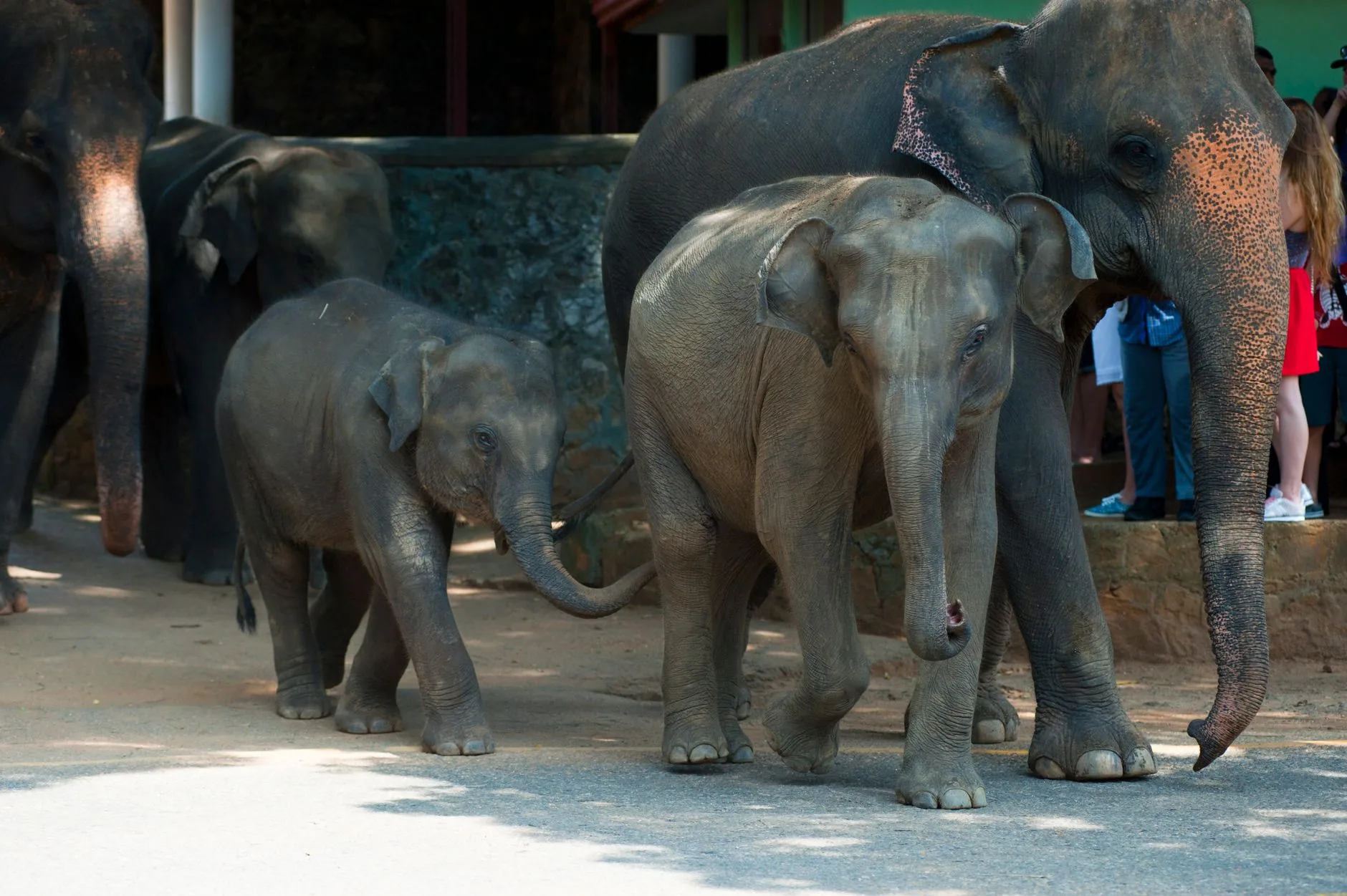 Dehiwala National Zoo by Atlantic Ambience