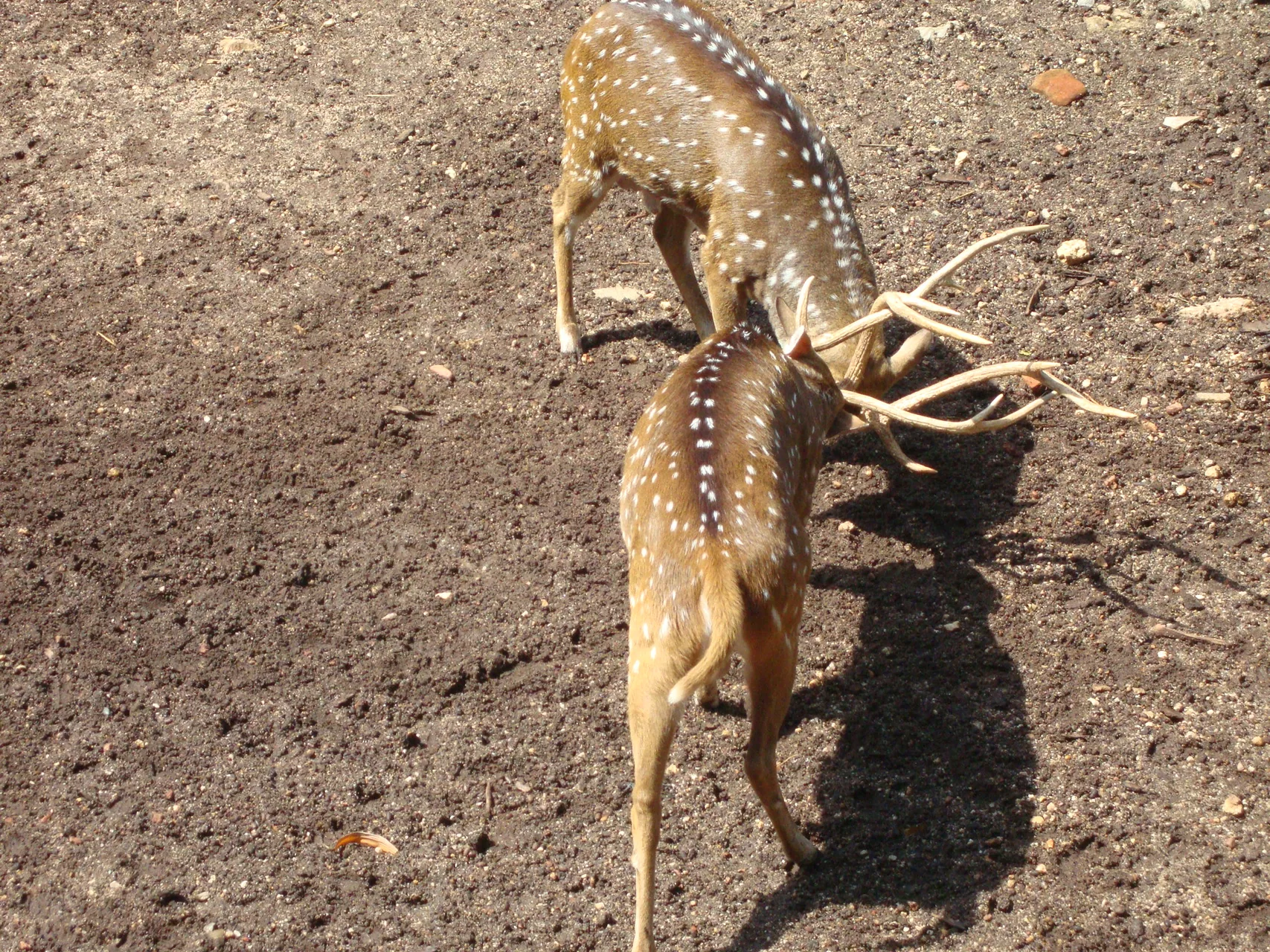 Dehiwala National Zoo by Pjohoofanasterix