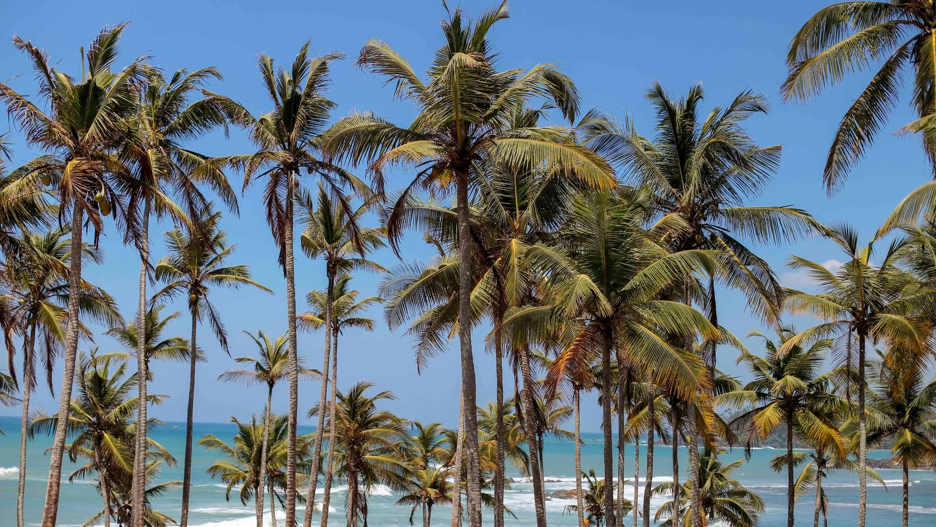 Coconut Tree Hill by Charith Kodagoda