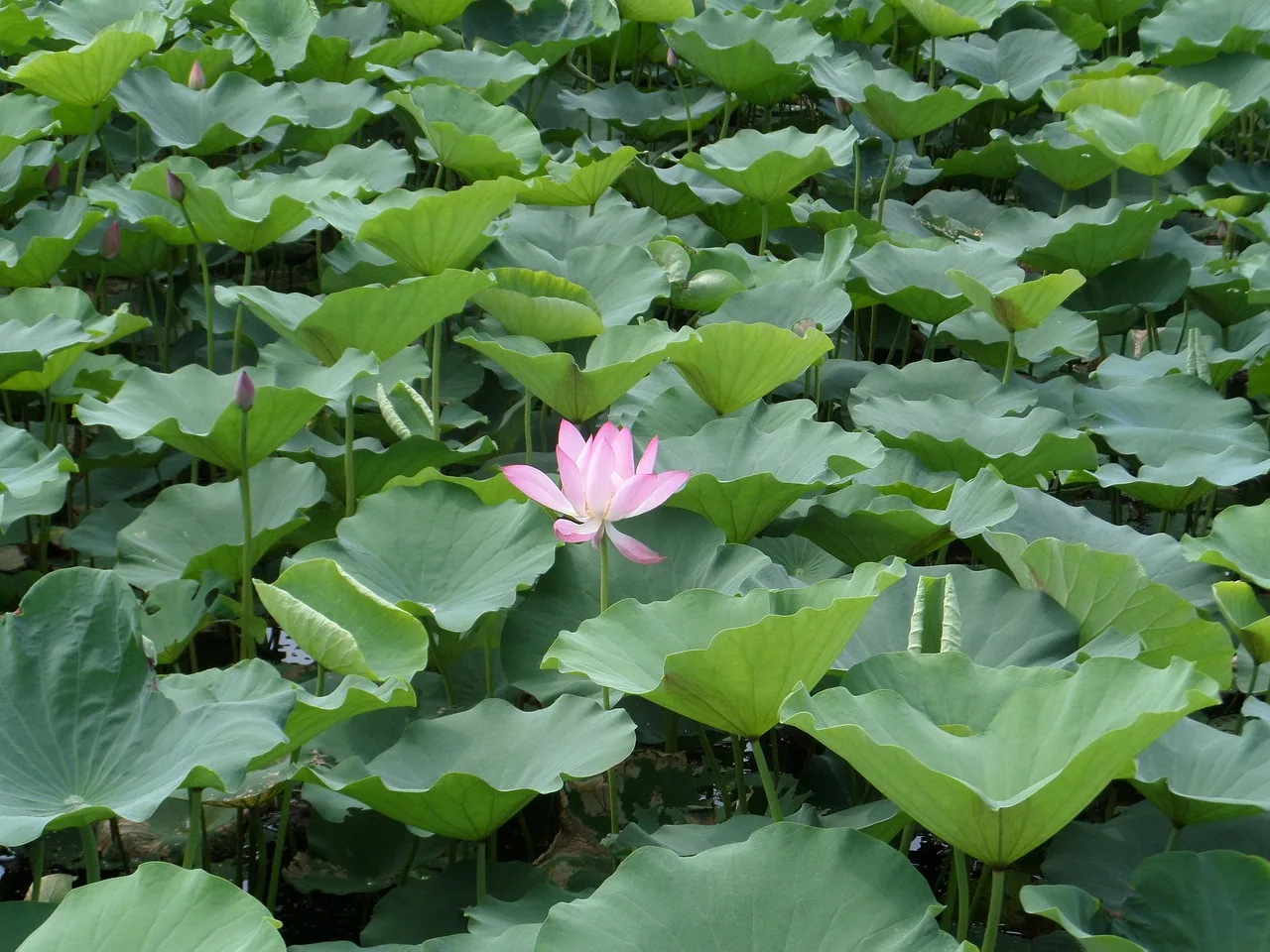 Beddagana Wetland Park by Talia-Leung