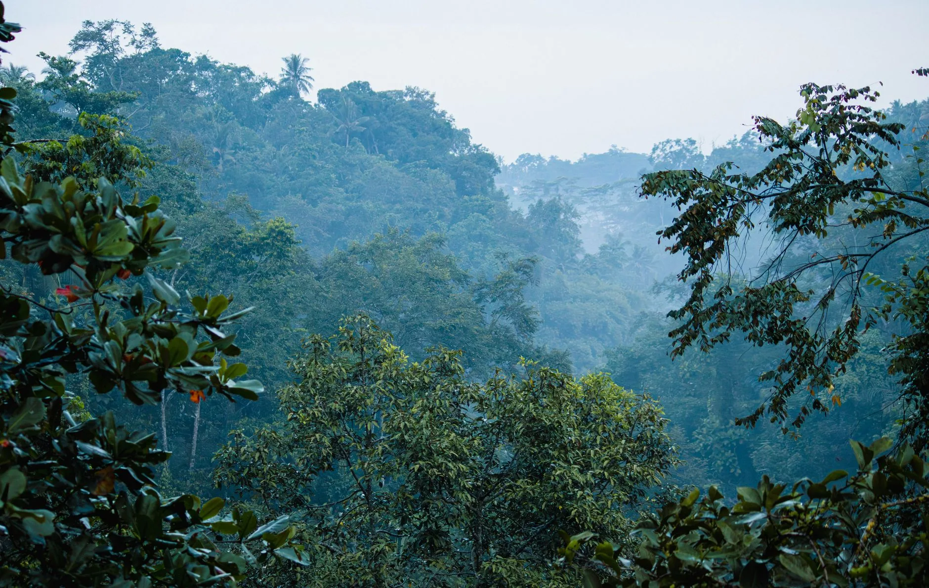 Sinharaja Forest Reserve