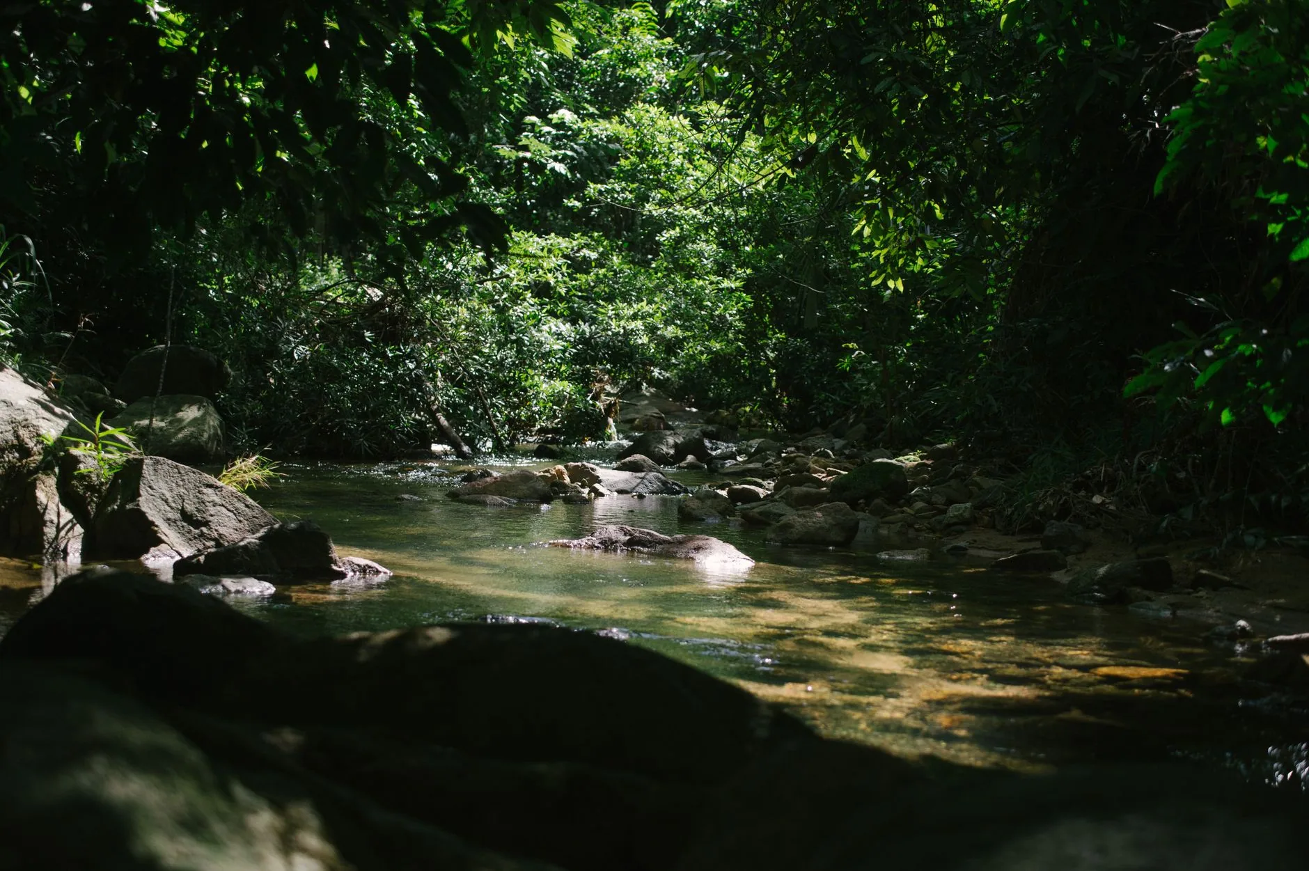 Sinharaja Forest Reserve by Dương Nhân