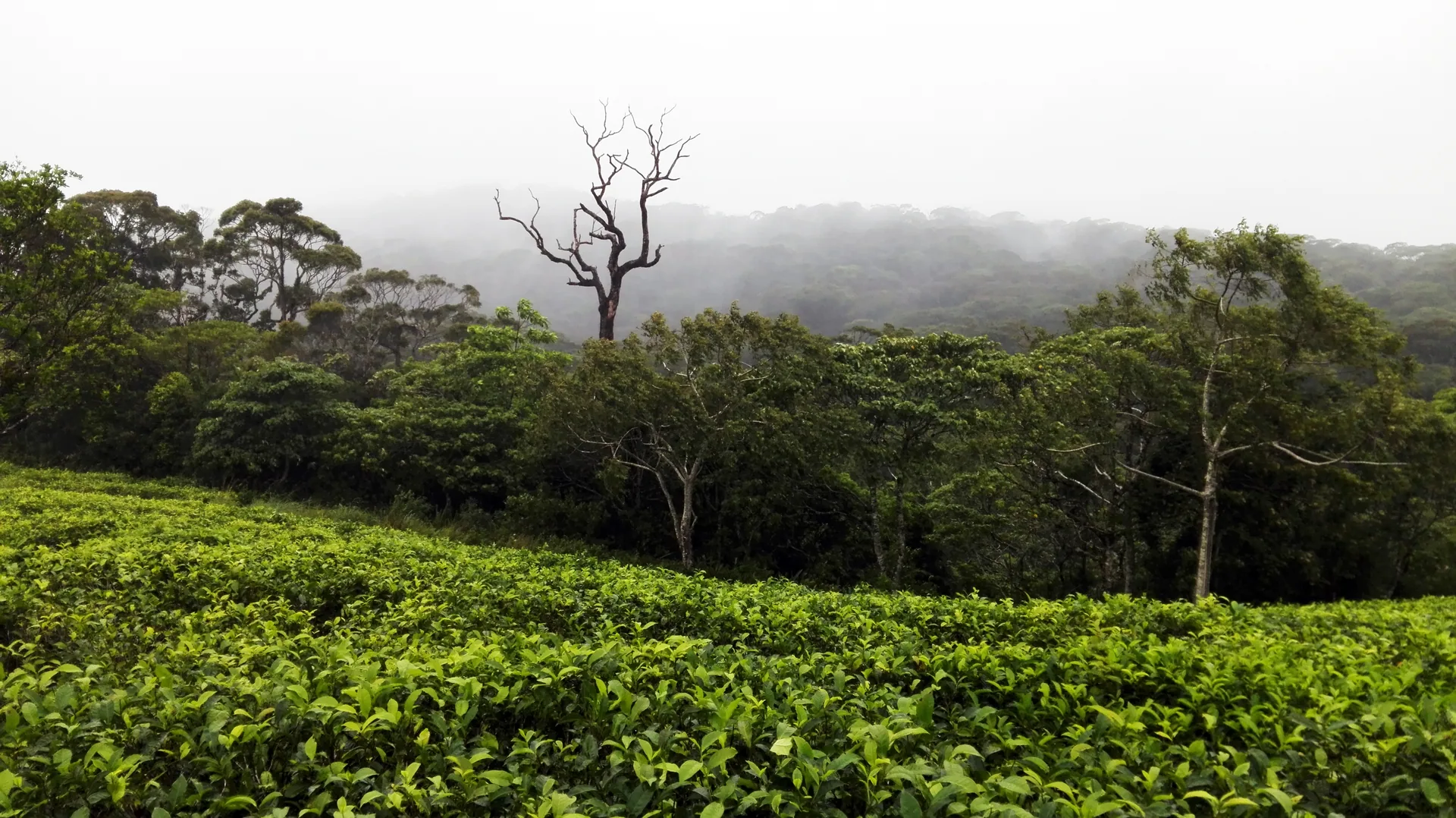 Sinharaja Forest Reserve by PRAVEEN230