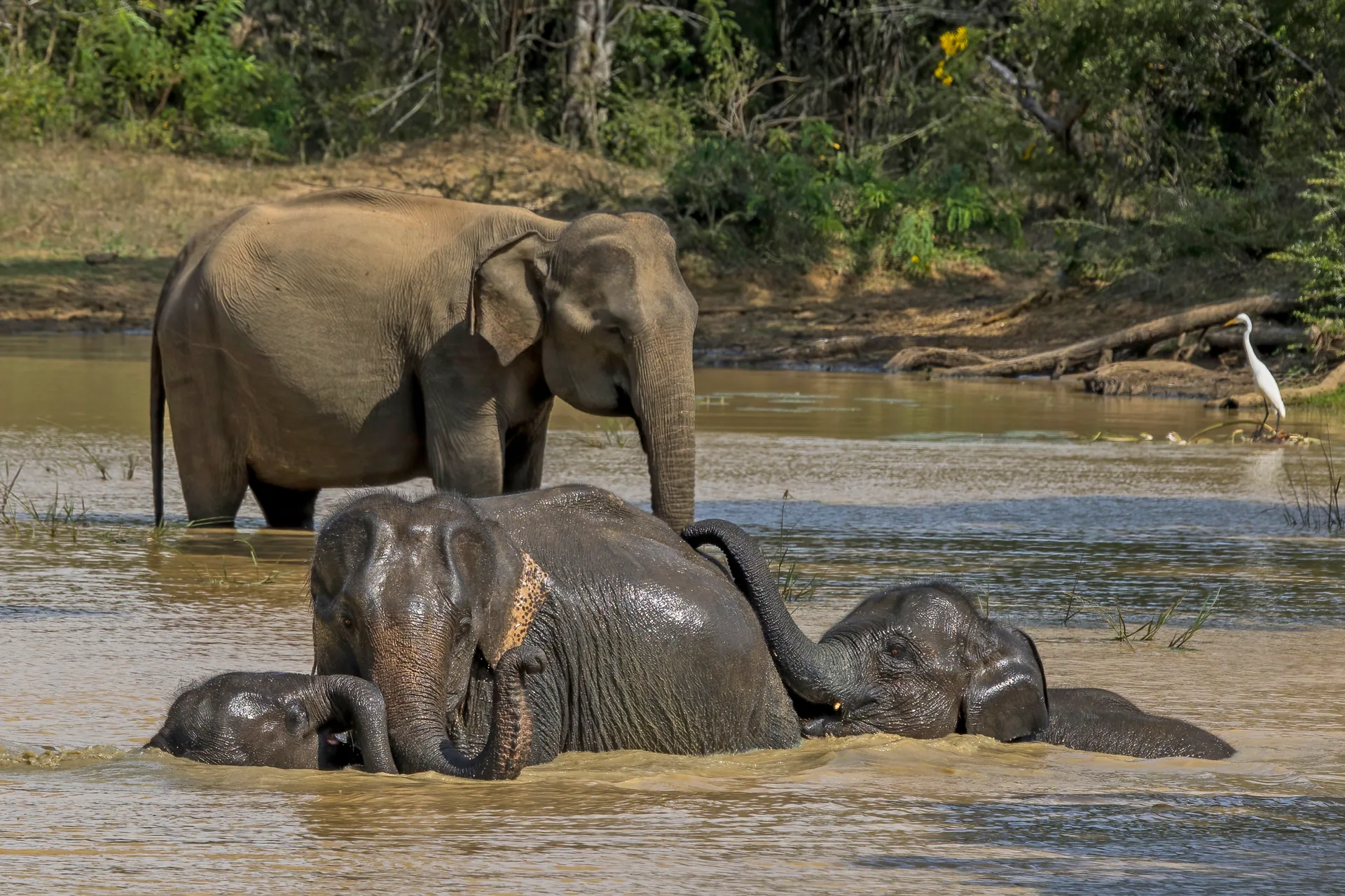 Yala National Park