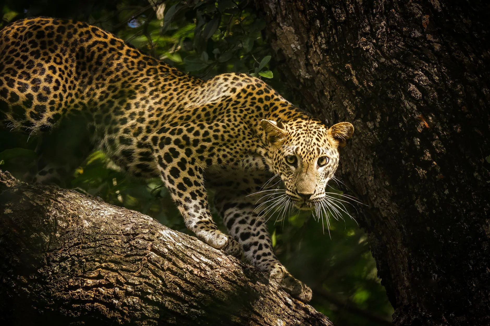 Yala National Park by Rajee Kumar