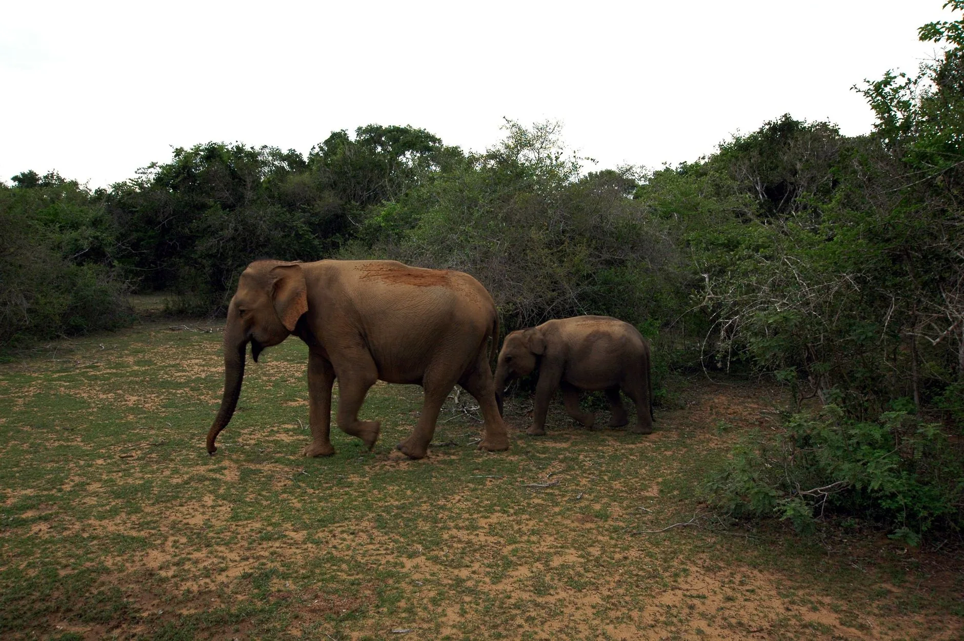 Yala National Park by Alfred Franz
