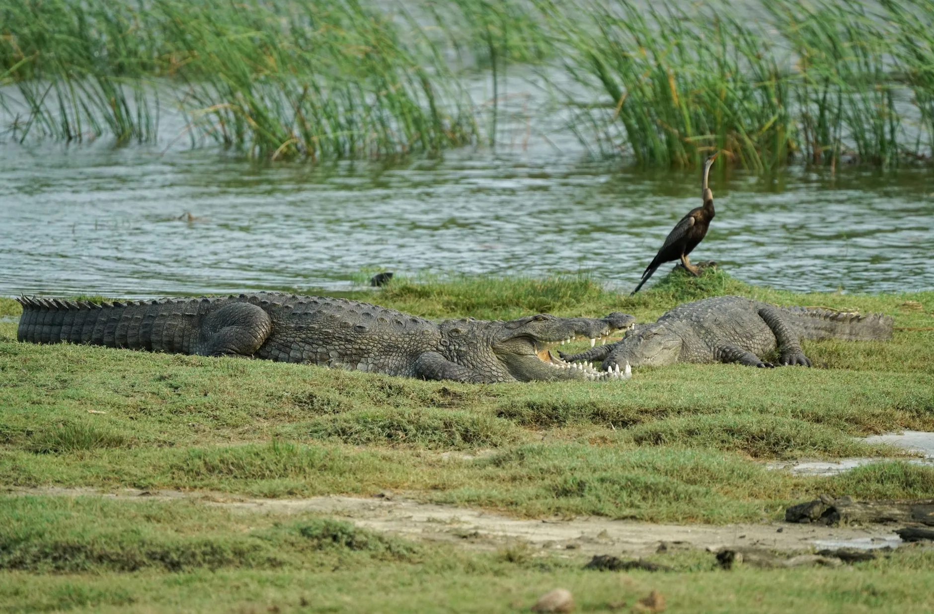 Yala National Park by hussain niyaz