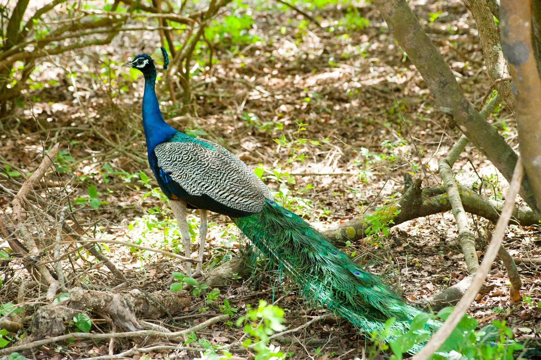 Yala National Park by Atlantic Ambience